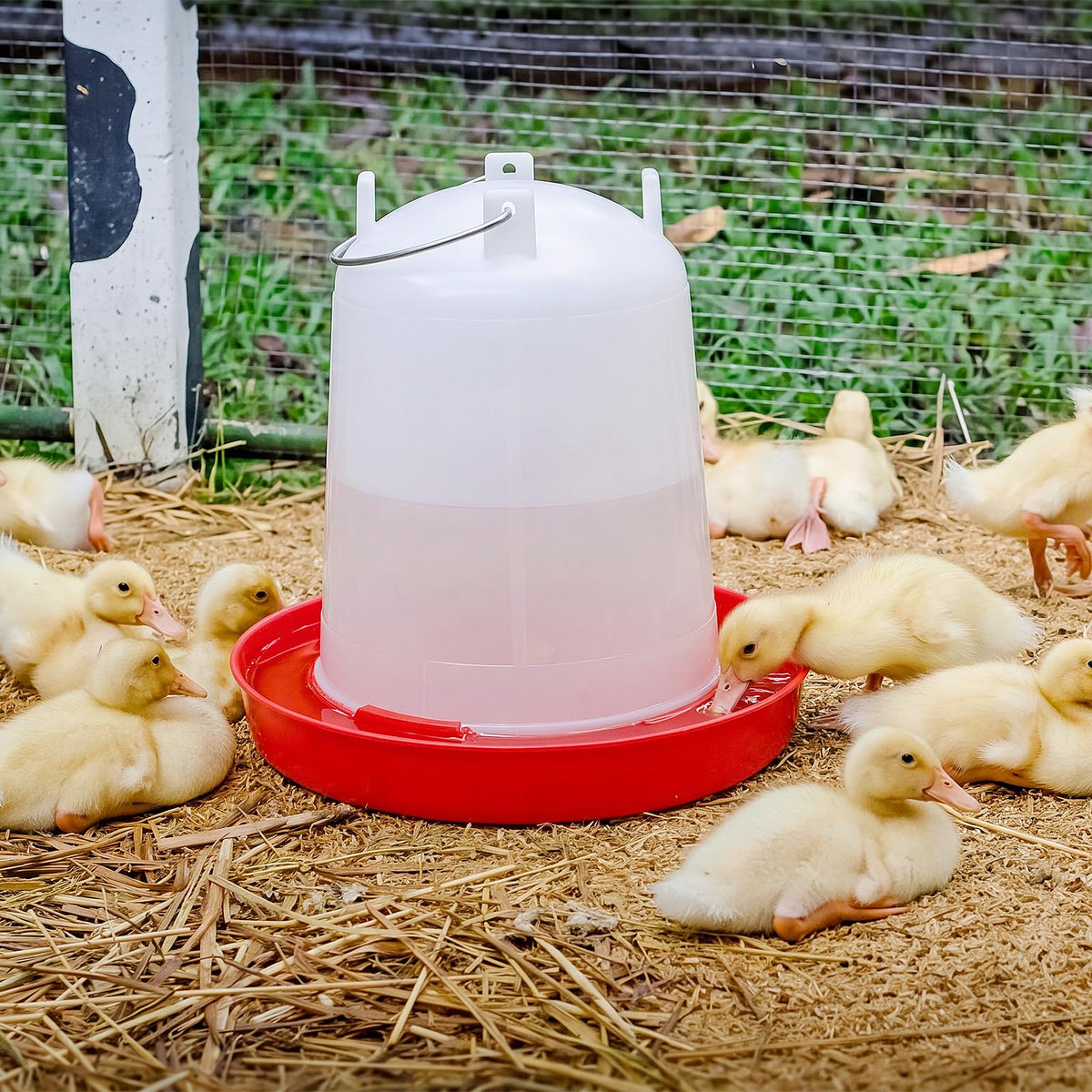 2 Pcs 2 Gallon Plastic Chicken Waterer O238341