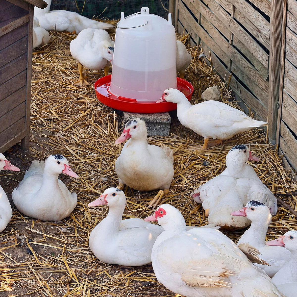 2 Pcs 2 Gallon Plastic Chicken Waterer O238341